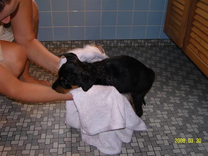 Rottweiler Bianca Egsgaard - Mit første bad billede 4