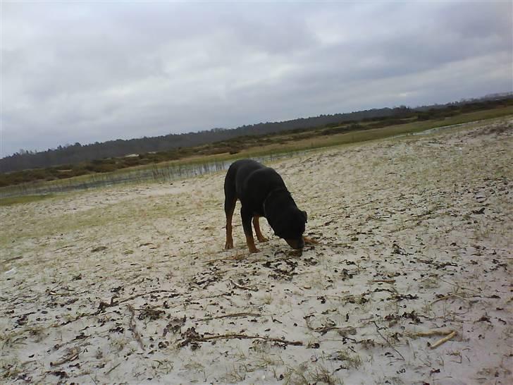 Rottweiler Zar<3 "kræft"(R.I.P)<'3 billede 19