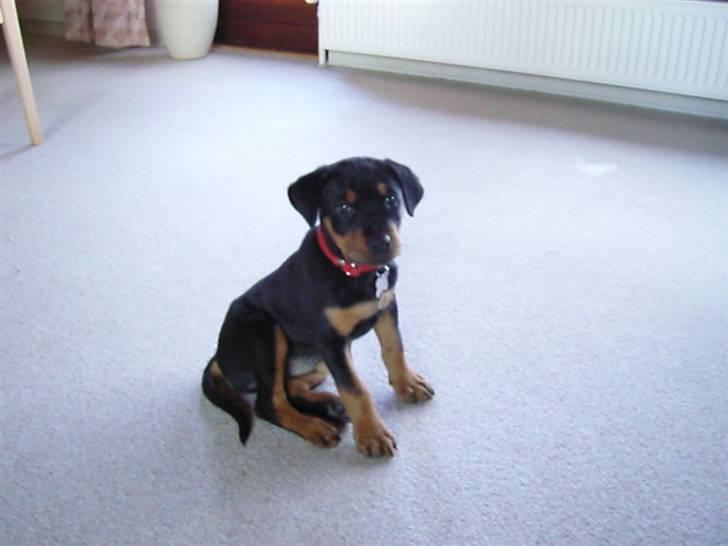 Rottweiler Bianca Egsgaard - Her er jeg 9 uger billede 5