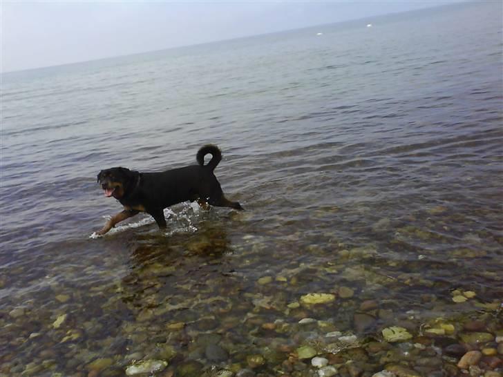 Rottweiler Zar<3 "kræft"(R.I.P)<'3 billede 20