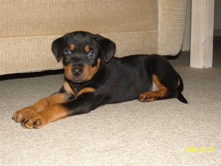 Rottweiler Bianca Egsgaard - Her er jeg 8 uger og hjemme på 1. dagen billede 6