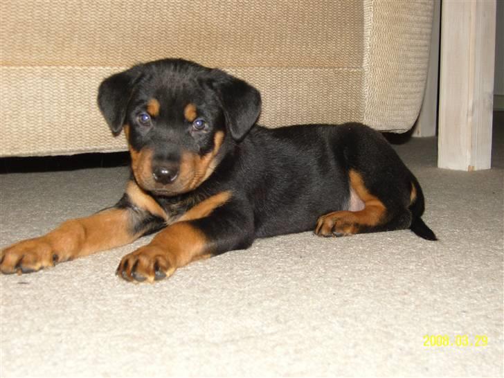 Rottweiler Bianca Egsgaard - Her er jeg 8 uger og hjemme på 1. dagen billede 7