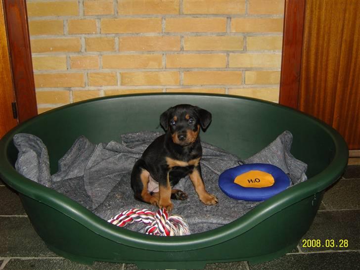 Rottweiler Bianca Egsgaard - Min store hunde kurv, som jeg er meget glad for. billede 8