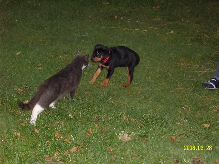 Rottweiler Bianca Egsgaard - Ved første møde er jeg bange for katten Laban. billede 9