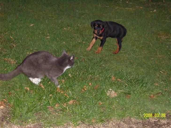 Rottweiler Bianca Egsgaard - Ved første møde er jeg bange for katten Laban. billede 10