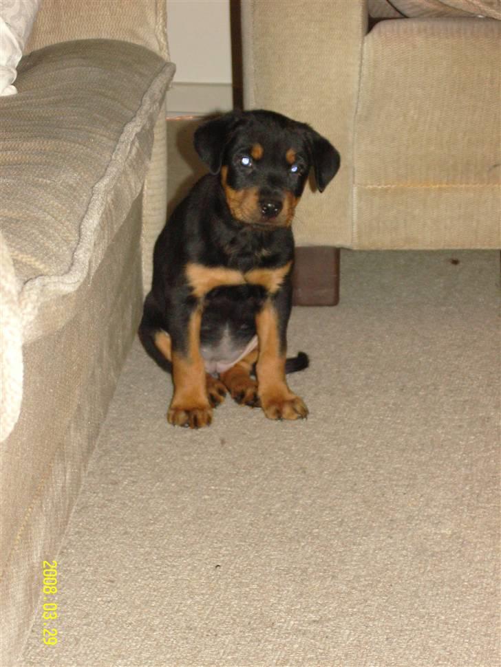 Rottweiler Bianca Egsgaard - Hvad skal jeg!! billede 11