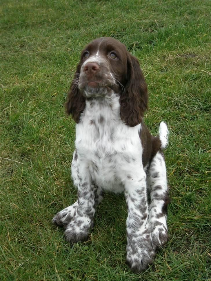 Engelsk springer spaniel Diamond ring star light billede 7
