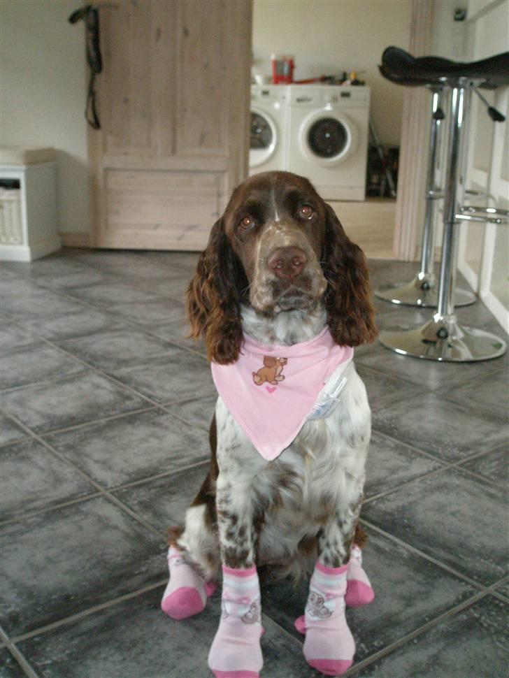 Engelsk springer spaniel Diamond ring star light billede 8