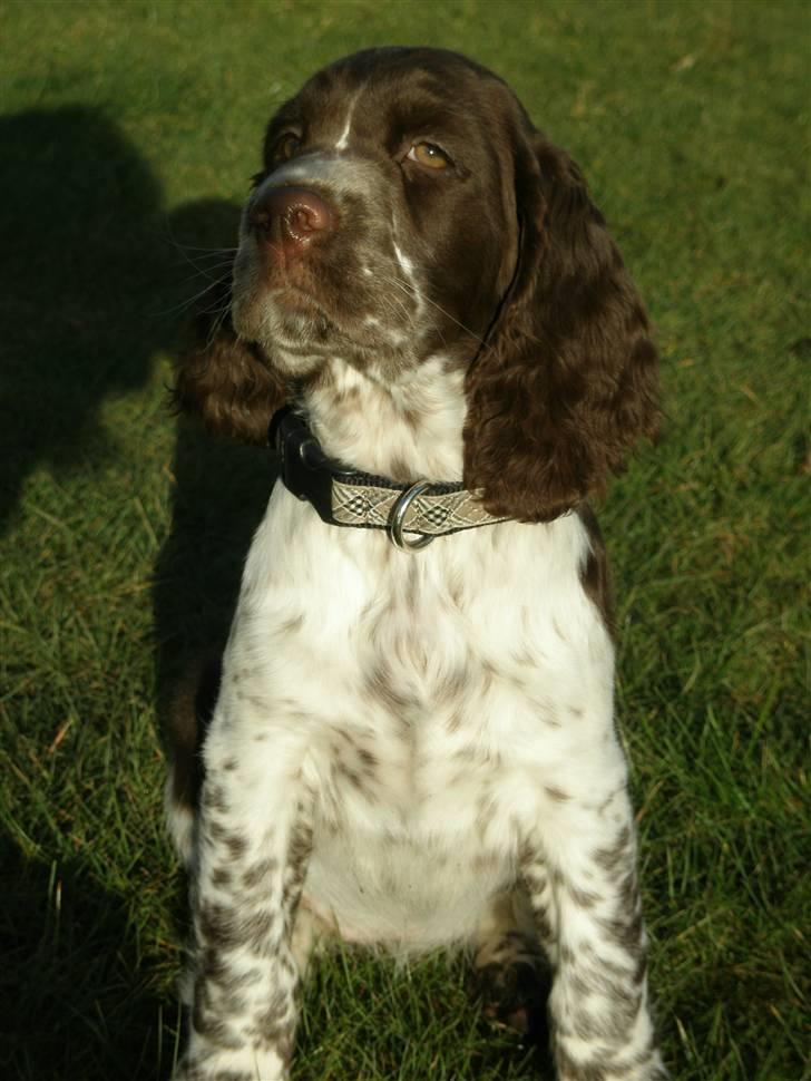 Engelsk springer spaniel Diamond ring star light billede 9