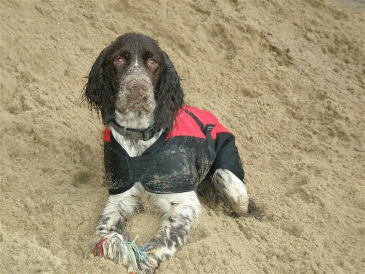 Engelsk springer spaniel Diamond ring star light billede 10