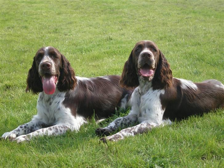 Engelsk springer spaniel Diamond ring star light billede 11