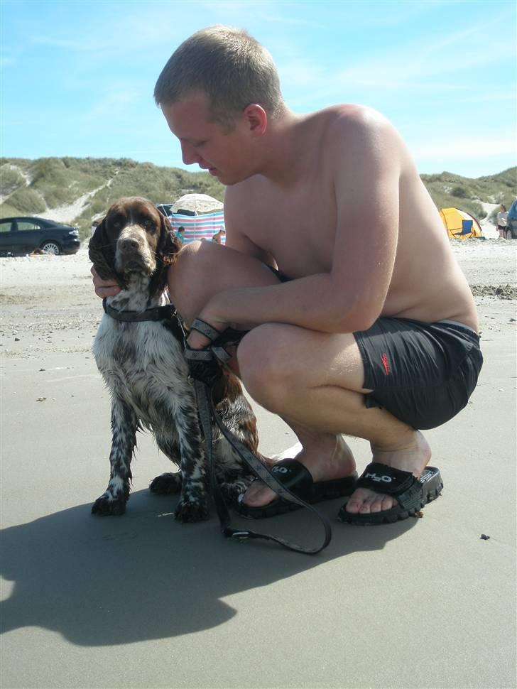 Engelsk springer spaniel Diamond ring star light billede 12