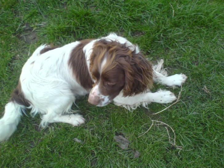 Engelsk springer spaniel Kalle billede 1