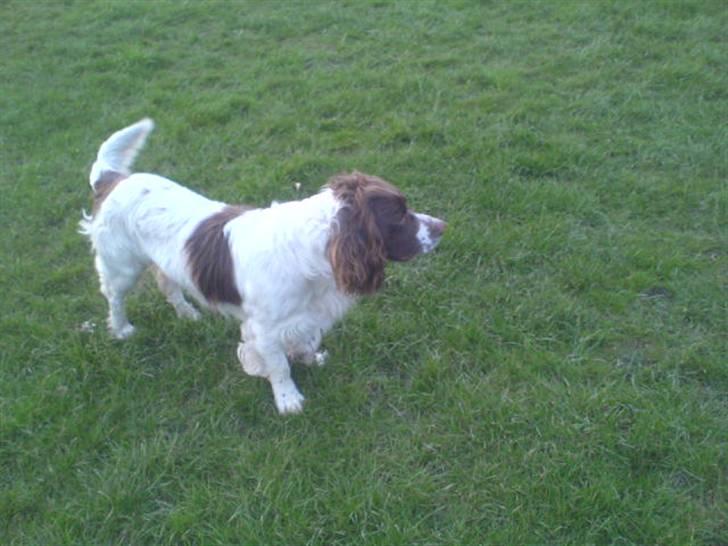 Engelsk springer spaniel Kalle billede 2