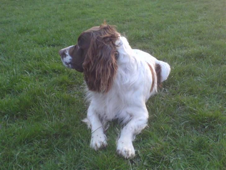 Engelsk springer spaniel Kalle billede 3