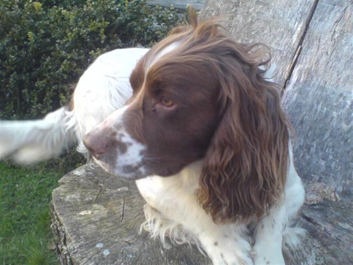 Engelsk springer spaniel Kalle billede 4
