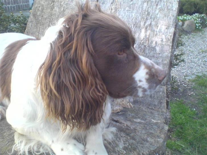 Engelsk springer spaniel Kalle billede 5