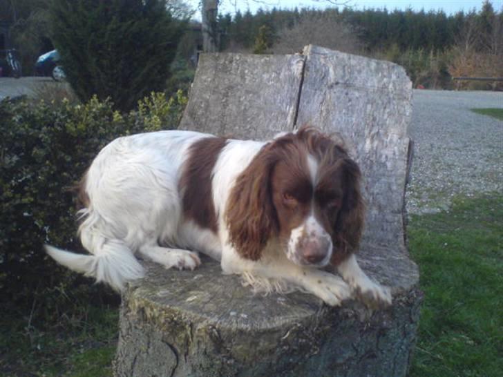 Engelsk springer spaniel Kalle billede 6
