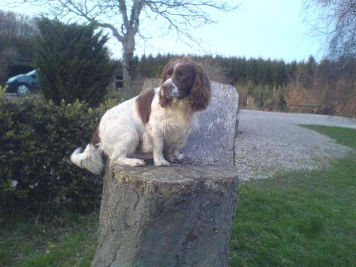Engelsk springer spaniel Kalle billede 7
