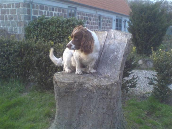 Engelsk springer spaniel Kalle billede 8