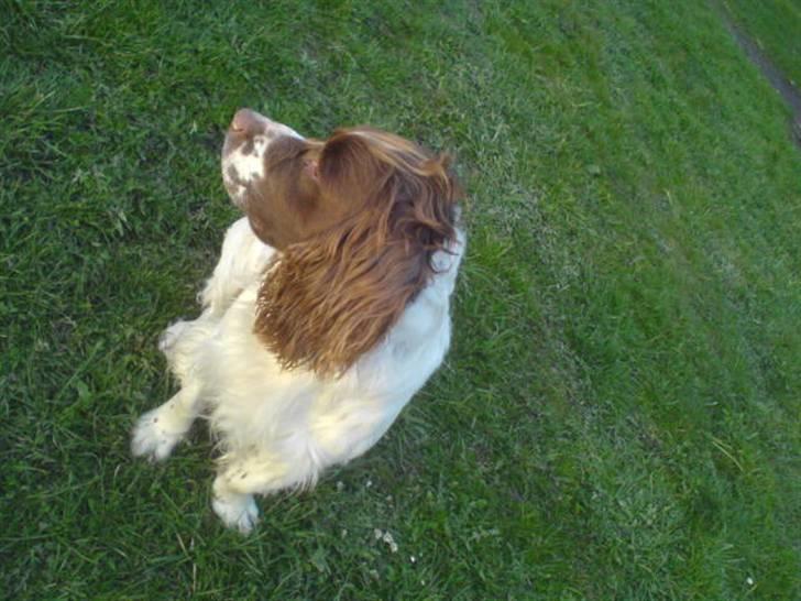Engelsk springer spaniel Kalle billede 9