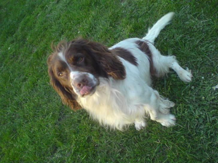 Engelsk springer spaniel Kalle billede 10
