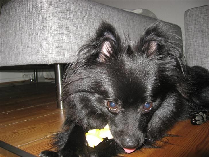 Mittelspitz Anton billede 6