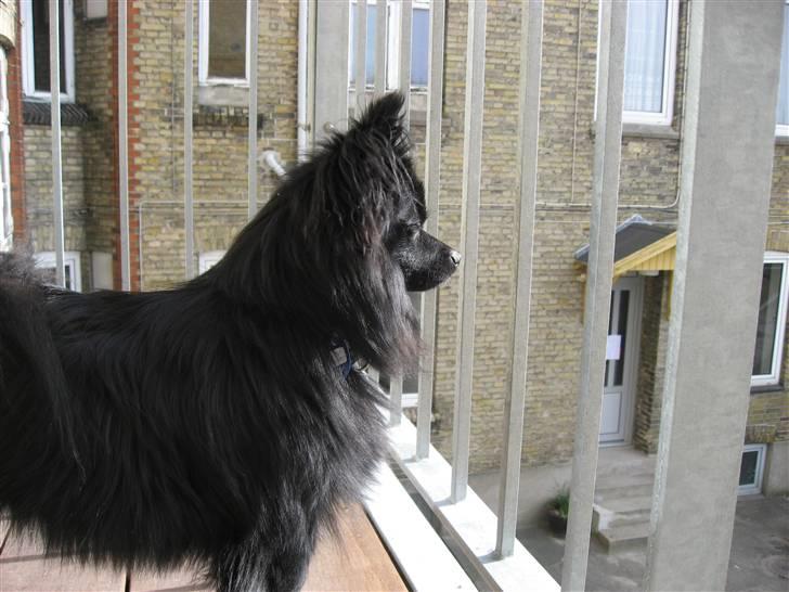 Mittelspitz Anton billede 7