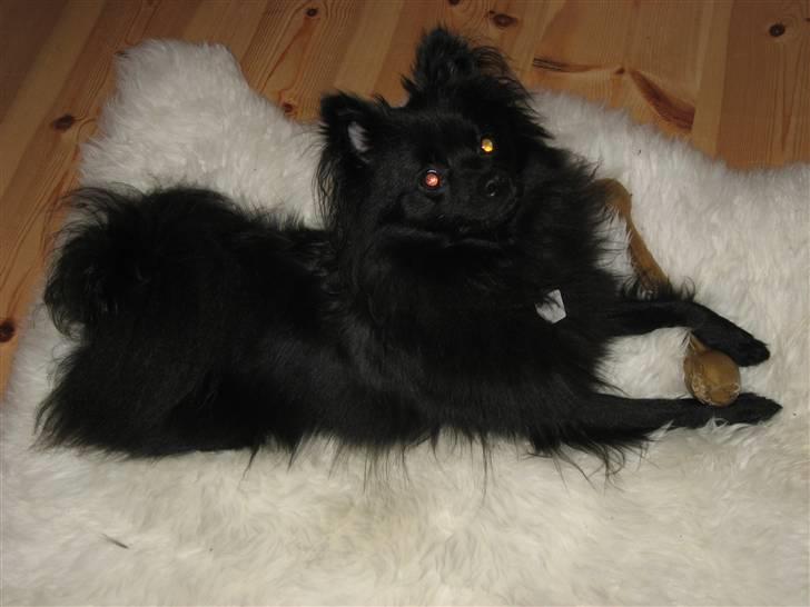 Mittelspitz Anton billede 8