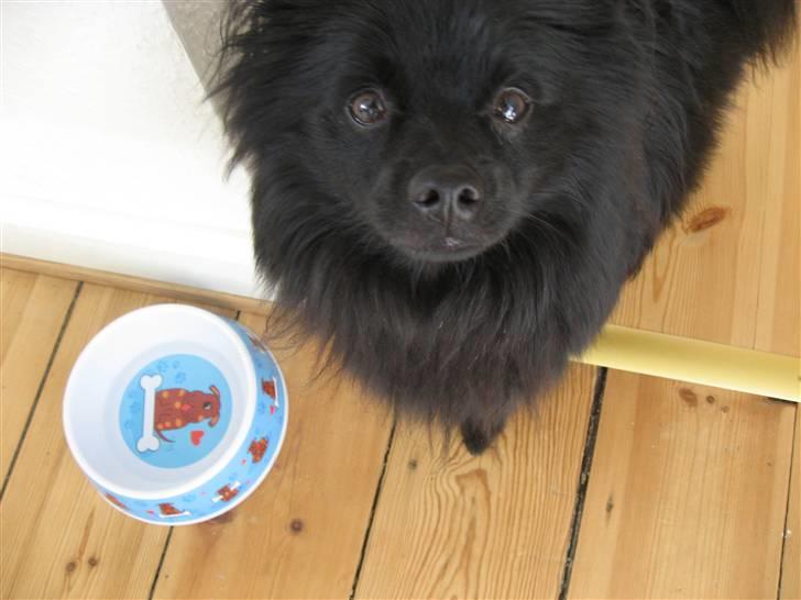 Mittelspitz Anton billede 9