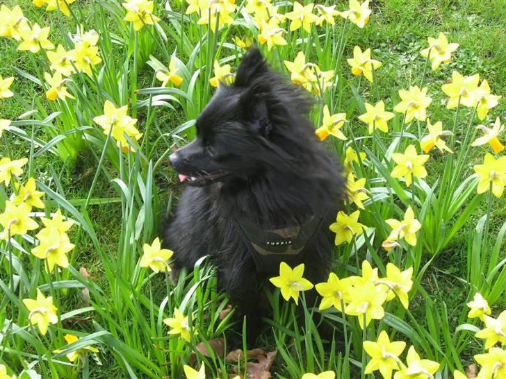 Mittelspitz Anton billede 10