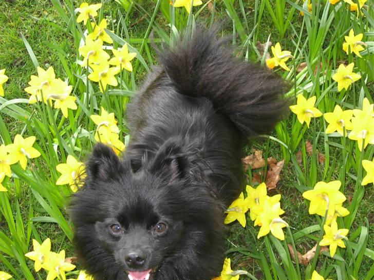 Mittelspitz Anton billede 11