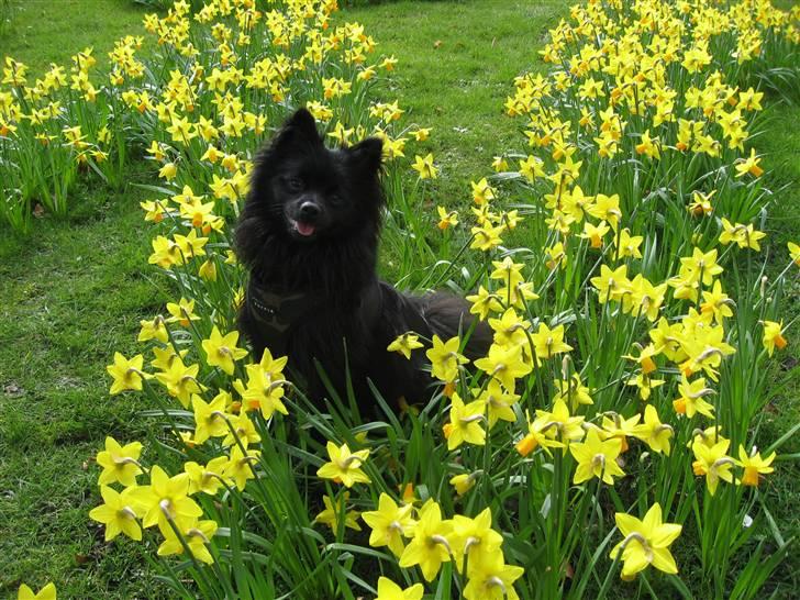 Mittelspitz Anton billede 12