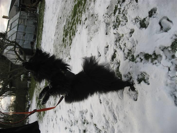 Mittelspitz Anton billede 13