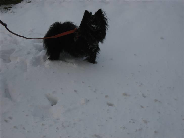 Mittelspitz Anton billede 14