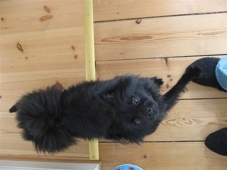 Mittelspitz Anton billede 15