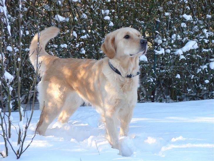Golden retriever Beauty <3 - Jeg elsker bare sol og sne heh <3 ! billede 2