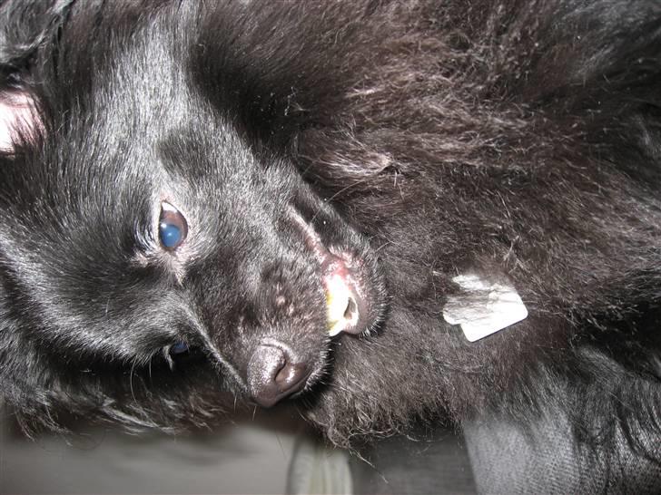 Mittelspitz Anton billede 16