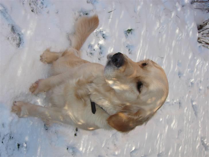 Golden retriever Beauty <3 - Jeg lever joh præcis op til mit navn ikk??? <3 haha billede 3