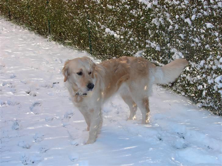 Golden retriever Beauty <3 -  Uha! Jeg er bare en dejlig lille hund <3 !! billede 4