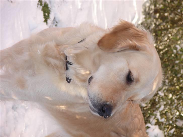 Golden retriever Beauty <3 - Smuk smuk og atter smuk!!!!! <3 billede 5