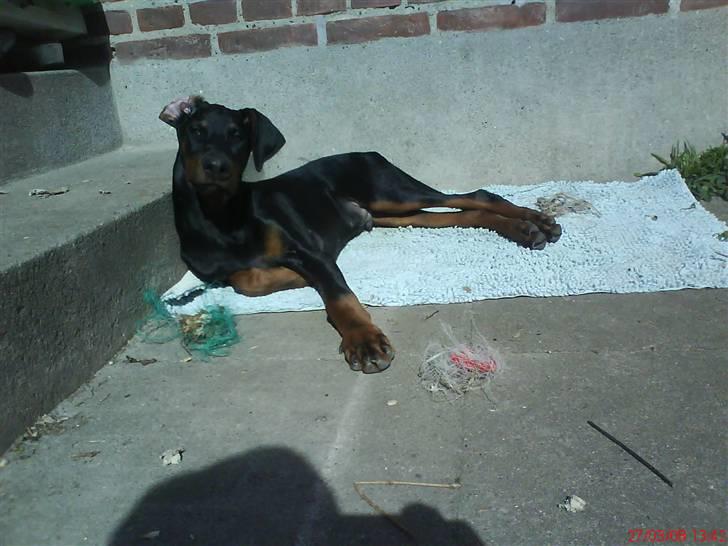 Dobermann Puma, hvil i fred  - Puma slikker sol billede 2