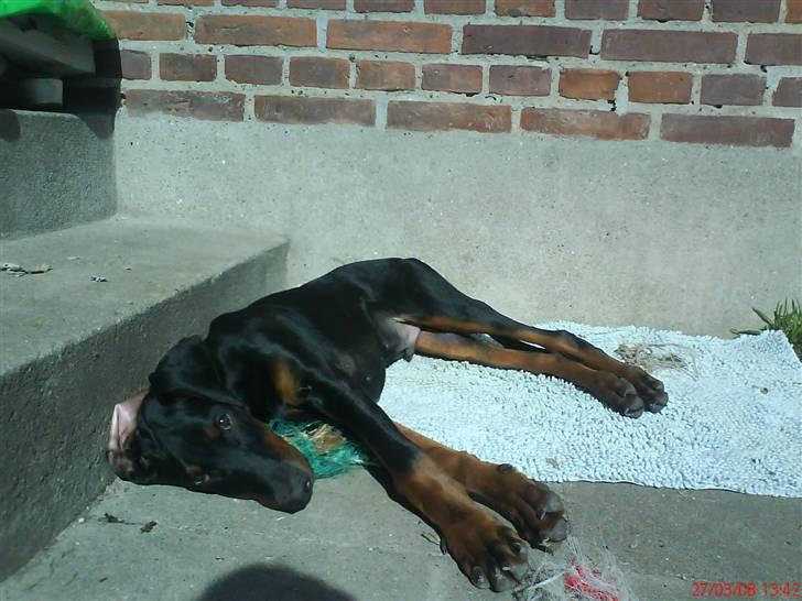 Dobermann Puma, hvil i fred  - Solen er altså dejlig billede 3