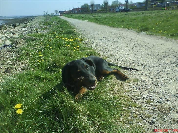 Dobermann Puma, hvil i fred  - ved fjorden billede 4