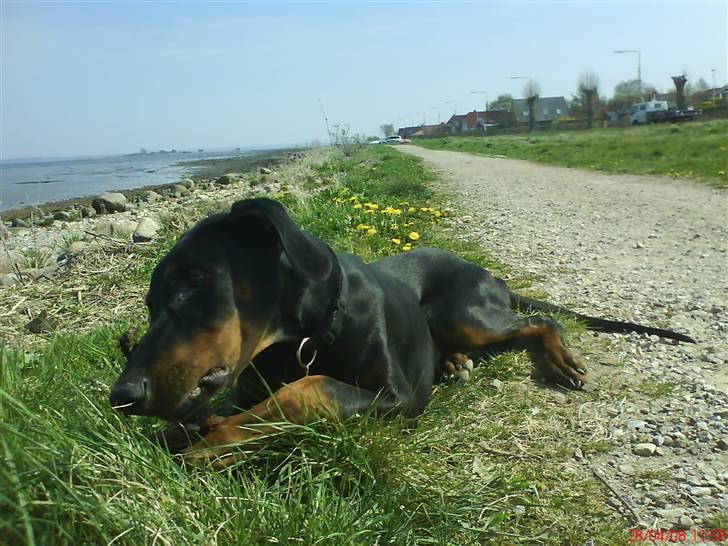 Dobermann Puma, hvil i fred  - Det er en god gren! billede 5