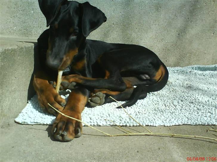 Dobermann Puma, hvil i fred  - Det smager altså godt billede 7