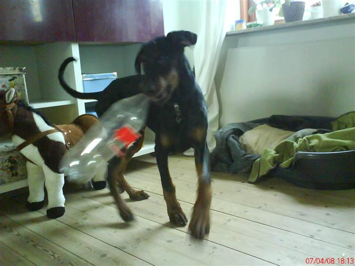 Dobermann Puma, hvil i fred  - Cola-flaske-morderen!! billede 8