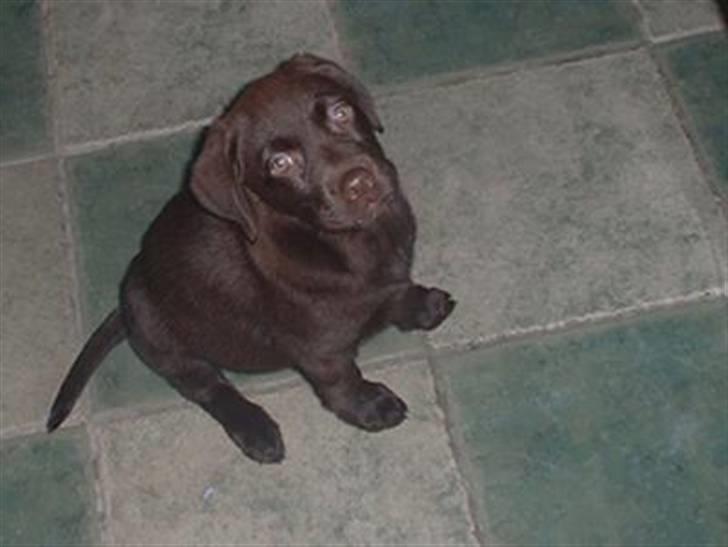 Labrador retriever Lucky billede 1