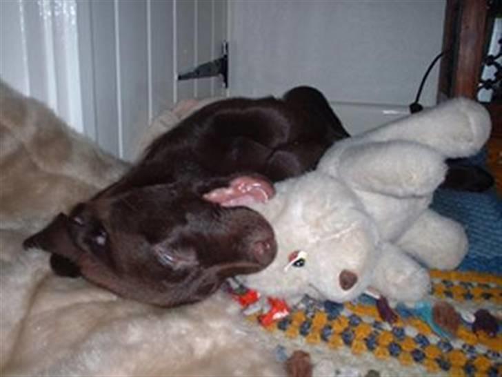 Labrador retriever Lucky billede 2