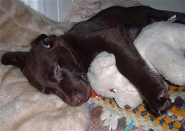 Labrador retriever Lucky billede 3